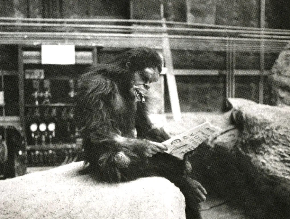 Monkey reading the paper