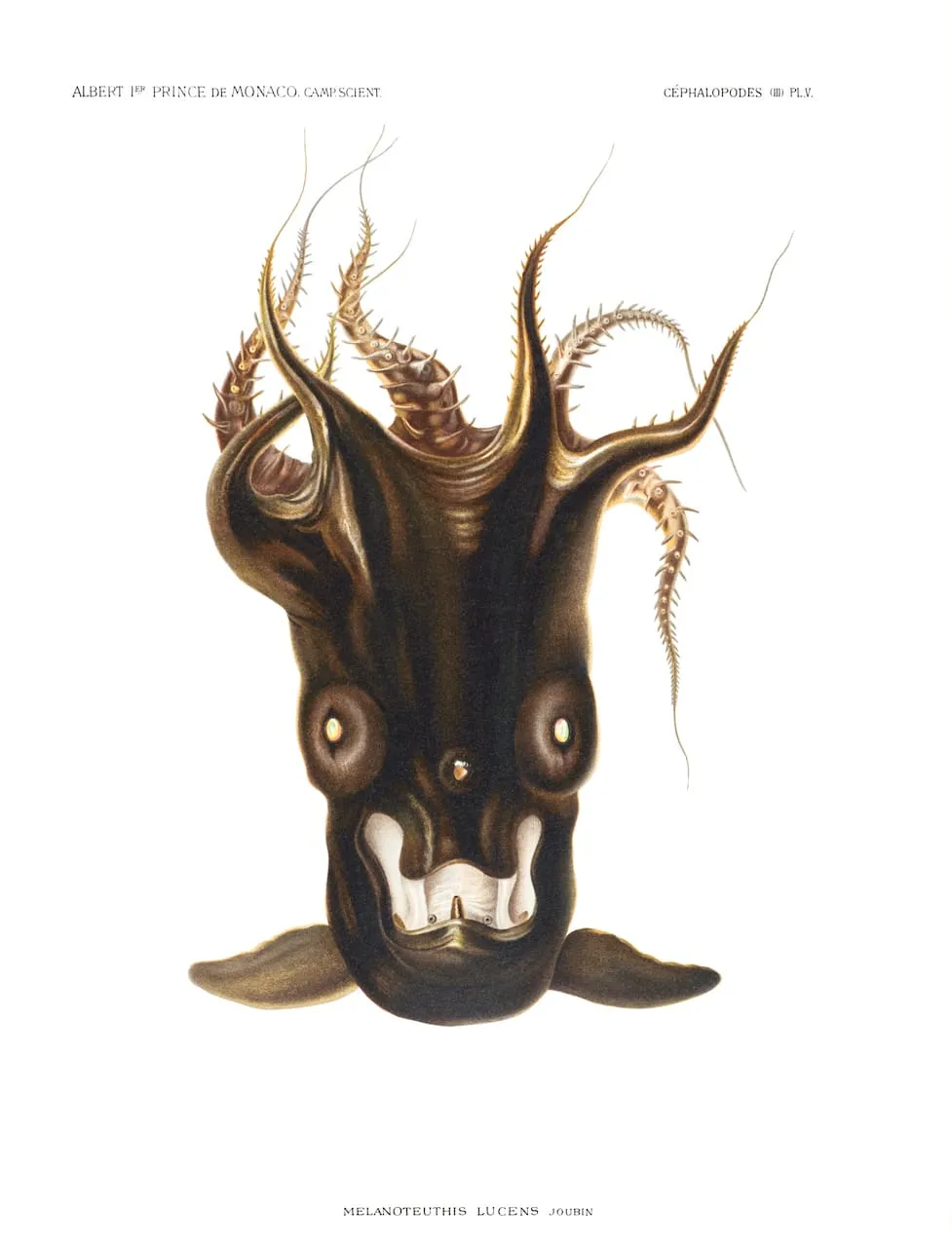 Melanoteuthis Lucens