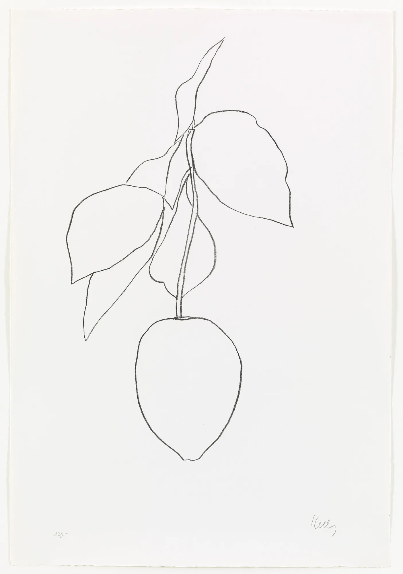 Suite of Plant Lithographs (Part II)