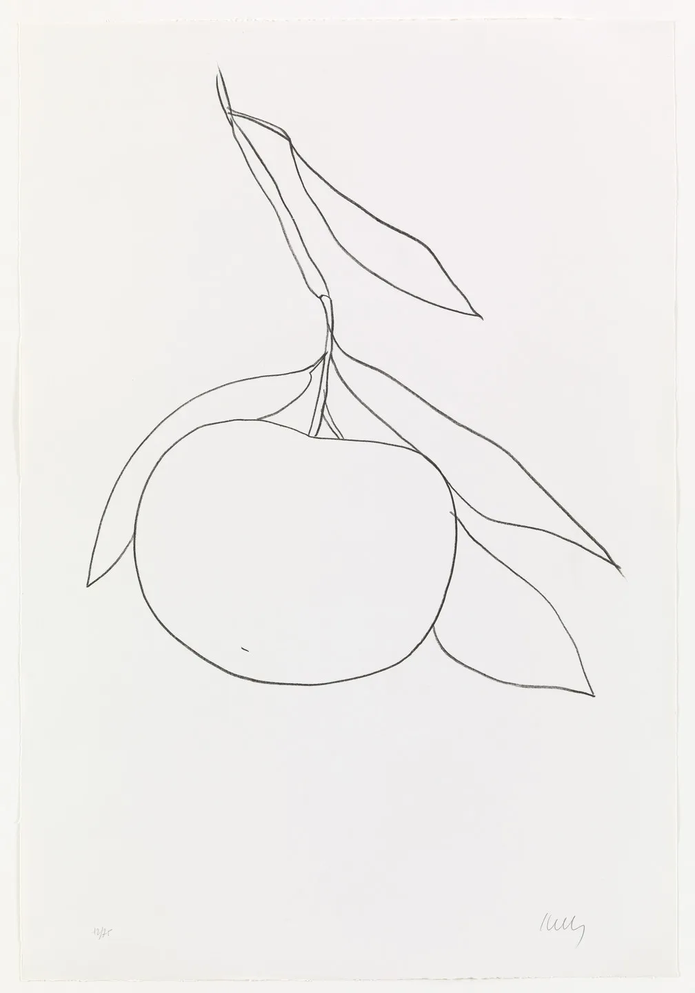 Suite of Plant Lithographs (Part II)