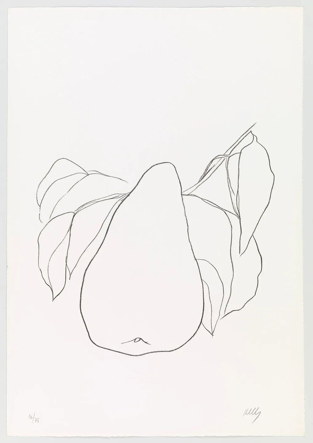 Suite of Plant Lithographs: Pear