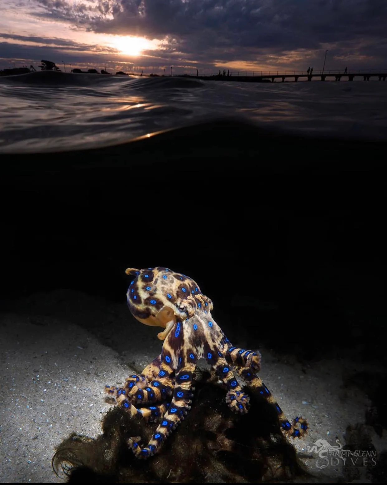 Southen Blue-Ringed Octopus 1