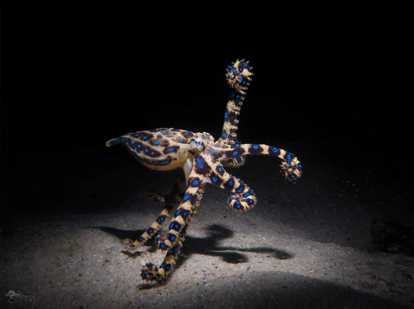 Southen Blue-Ringed Octopus 2