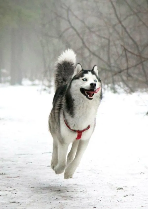A Happy Husky