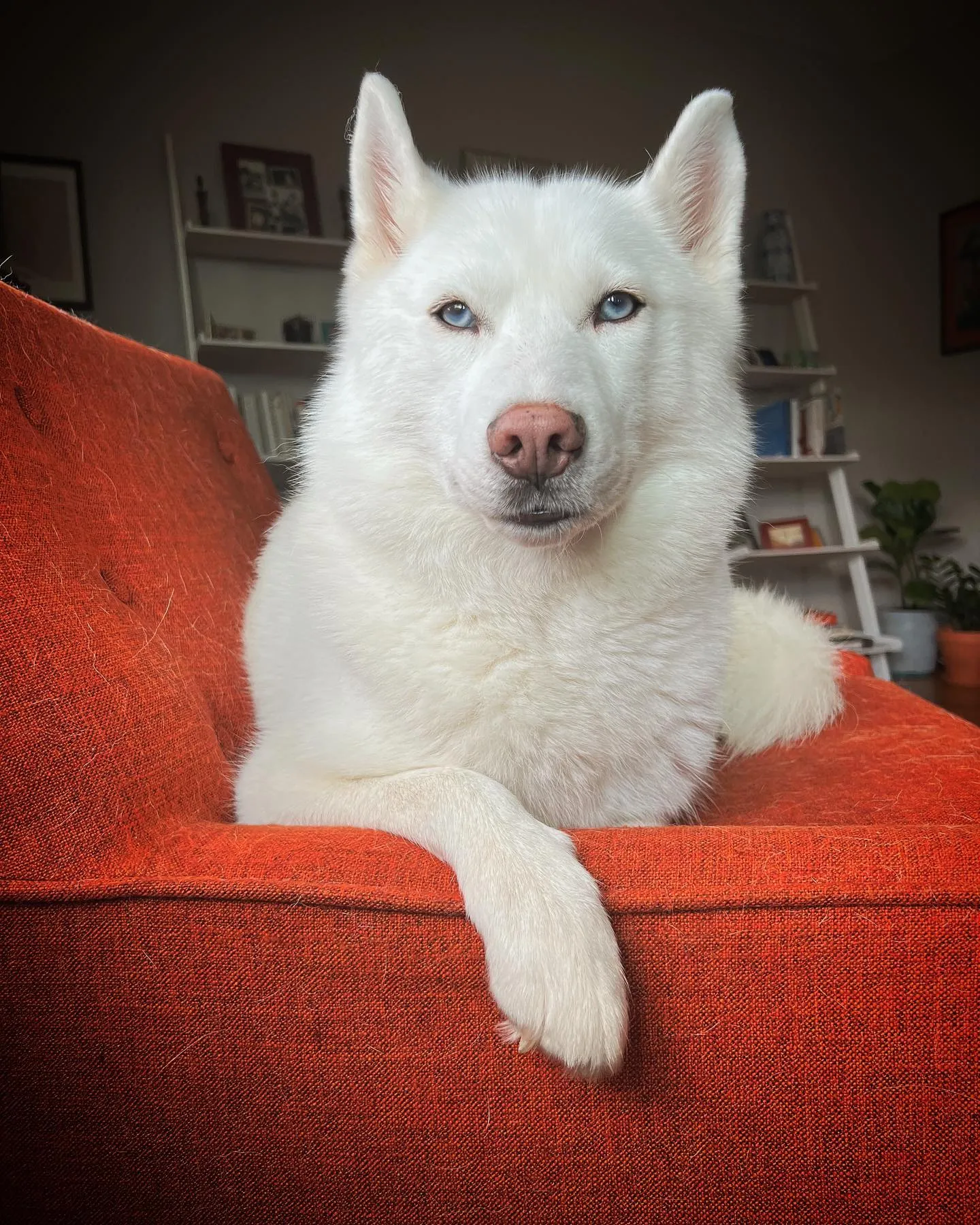 The Fuzzy Empress