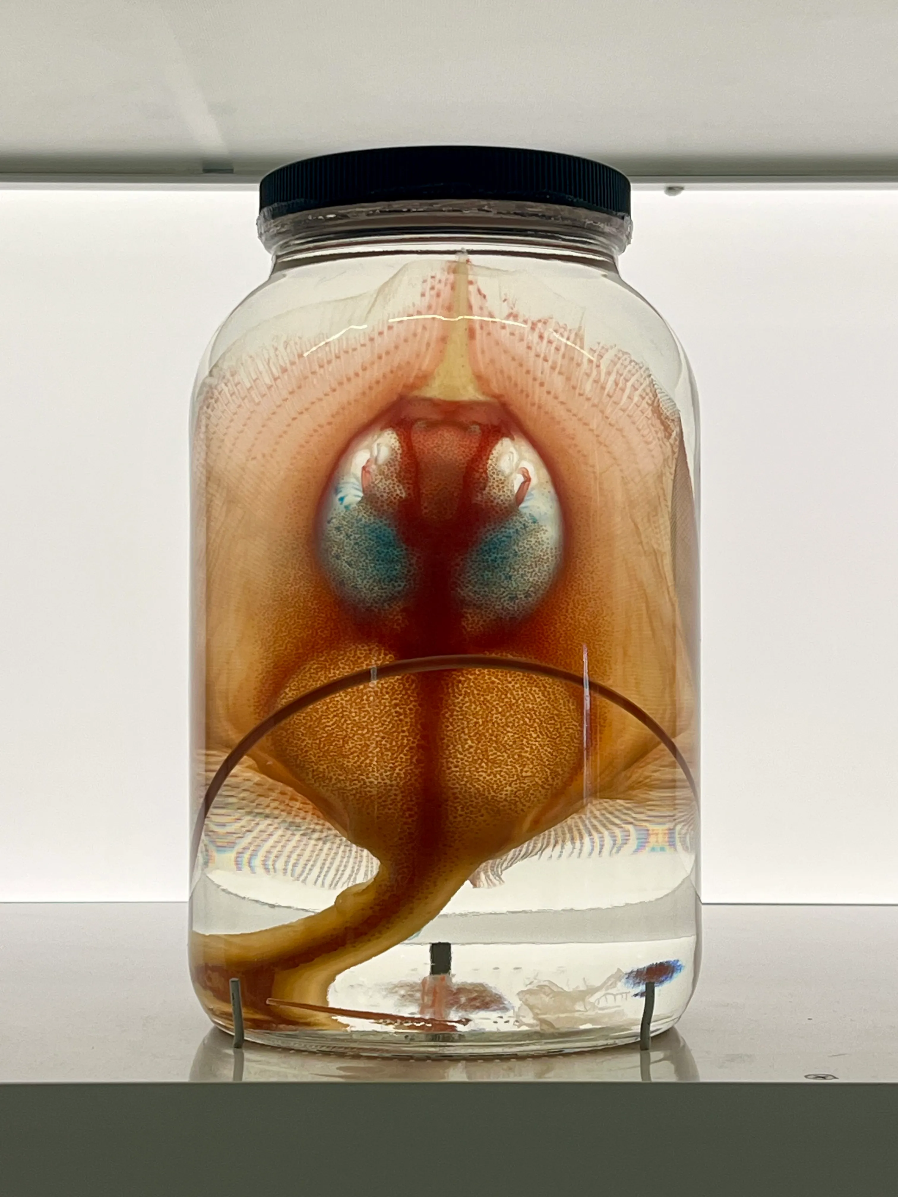 Cleared and Stained Fish