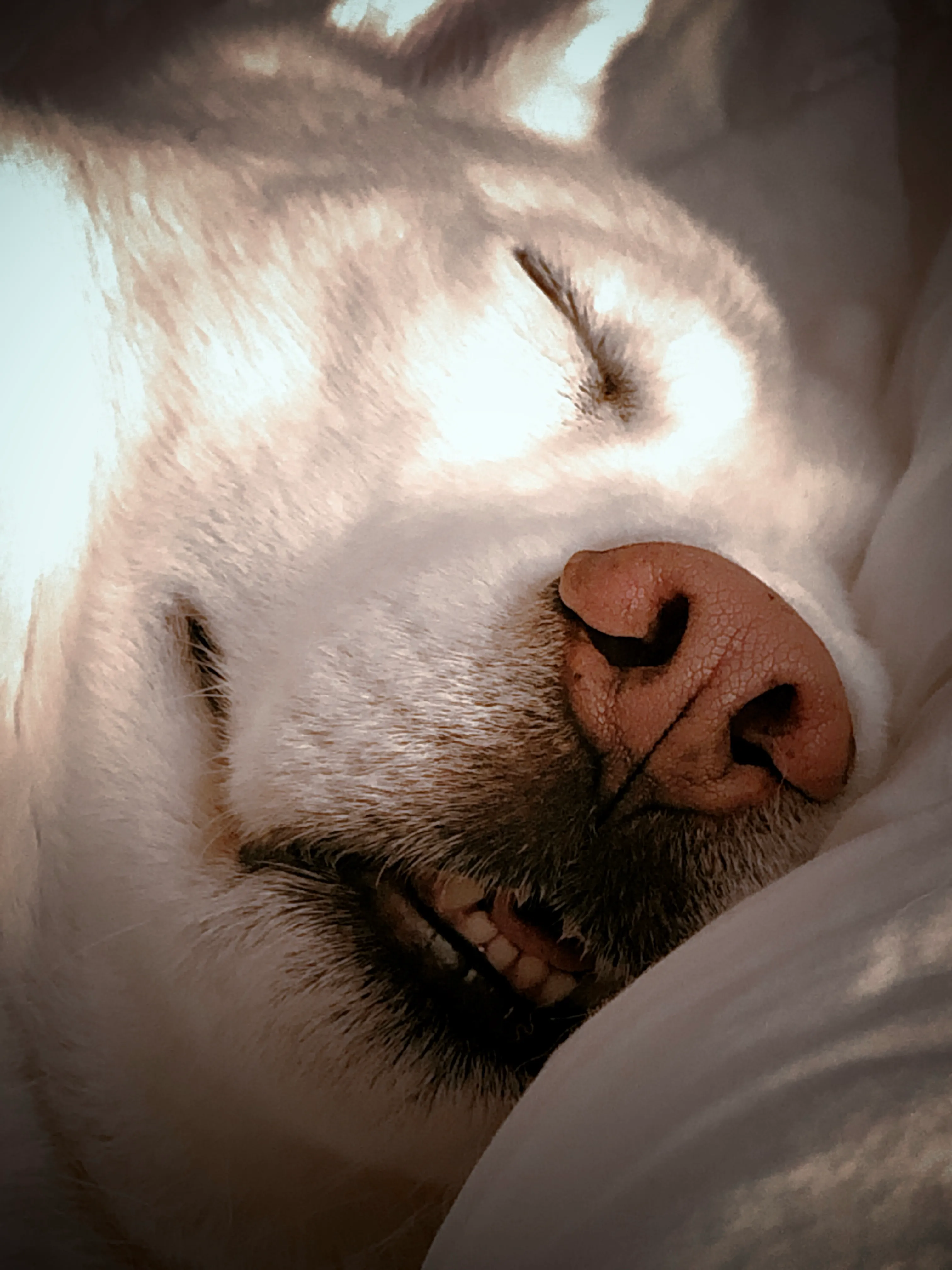 Lunabear Asleep