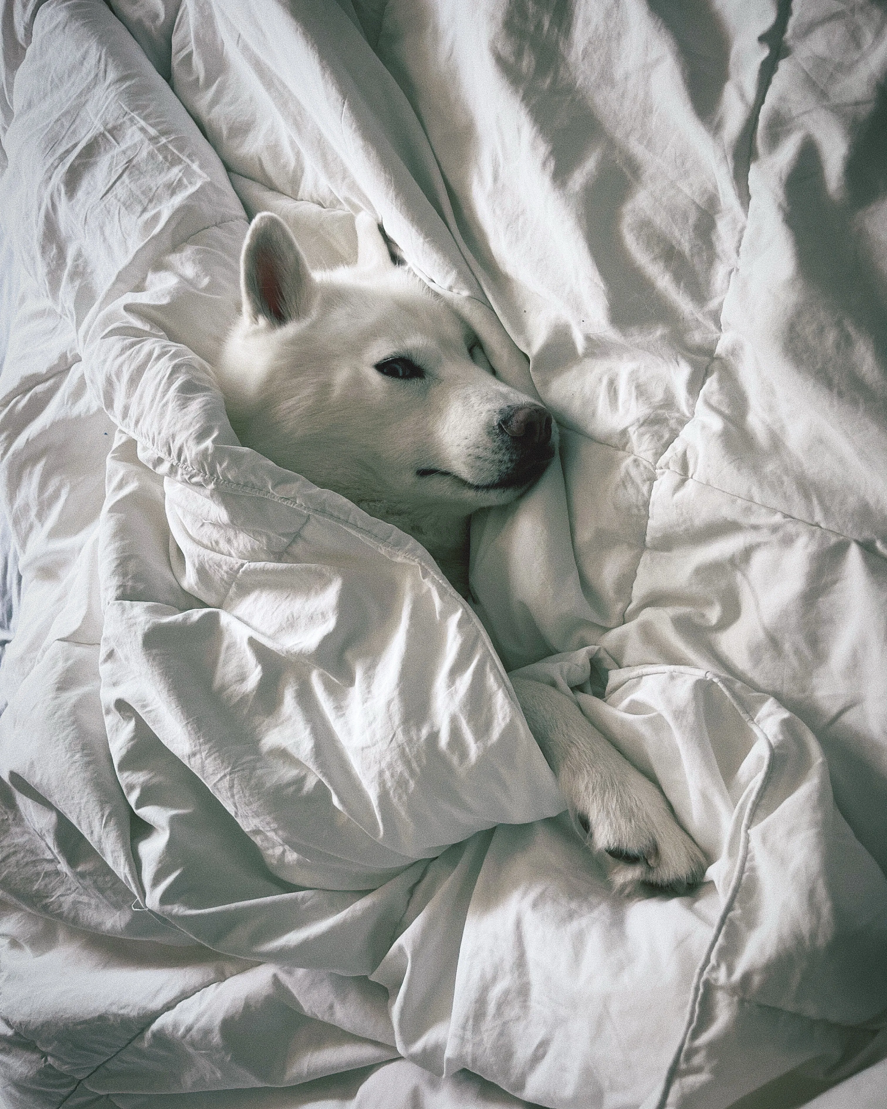 Sleeping Beauty