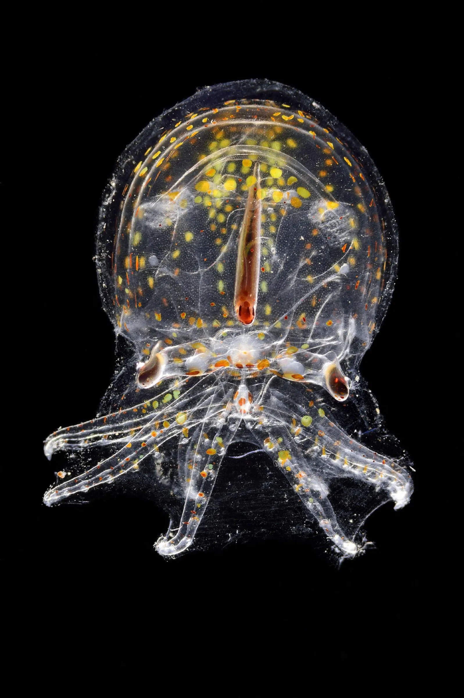 transparent baby octopus
