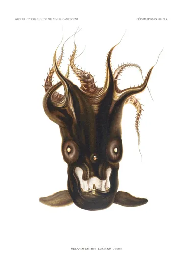 Melanoteuthis Lucens by Louis Joubin