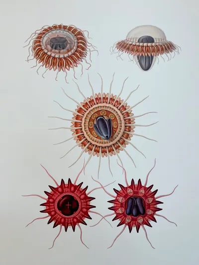 The acrasped medusae of the German Deep-Sea Expedition by Ernst Vanhöffen