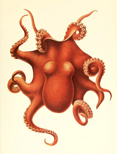 Antarctic Octopus by Fritz Winter
