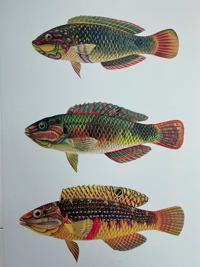 The fishes of Samoa by David Starr Jordan
