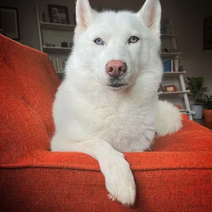The Fuzzy Empress