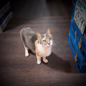 Bodega Cats