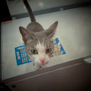 Bodega Cats