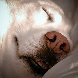 Lunabear Asleep