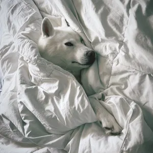 Sleeping Beauty